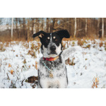 Невероятный Любимчик ищет дом