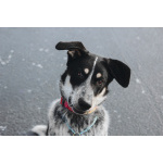 Невероятный Любимчик ищет дом