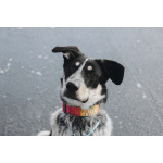 Невероятный Любимчик ищет дом