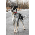 Невероятный Любимчик ищет дом