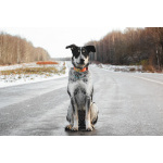 Невероятный Любимчик ищет дом