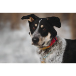 Невероятный Любимчик ищет дом