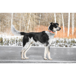 Невероятный Любимчик ищет дом