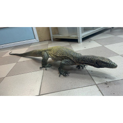 Синехвостый варан