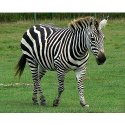 Зебра Гранта