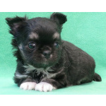 чихуахуа мальчик МИНИ