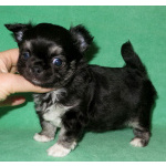 чихуахуа мальчик МИНИ