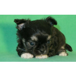 чихуахуа мальчик МИНИ