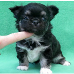 чихуахуа мальчик МИНИ