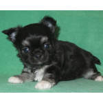 чихуахуа мальчик МИНИ