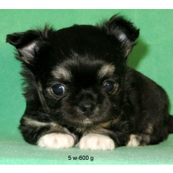 чихуахуа мальчик МИНИ