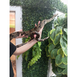 Императорский удав