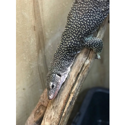 Мангровый варан