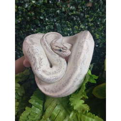 Королевский питон