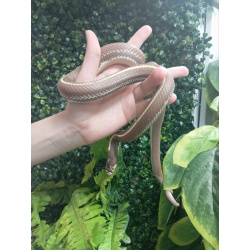 Калифорнийская королевская змея