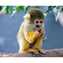 Саймири беличий