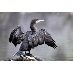 Большой баклан