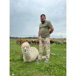 Альпака сури и уакайя