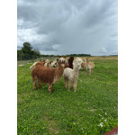 Альпака сури и уакайя