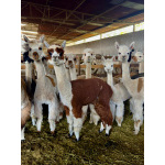 Альпака сури и уакайя