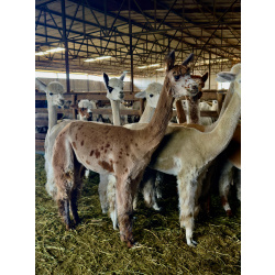 Альпака сури и уакайя