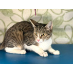 Ласковый котик Тимоша в добрые руки