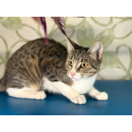 Ласковый котик Тимоша в добрые руки