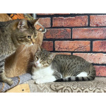 Ласковый котик Тимоша в добрые руки