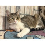 Ласковый котик Тимоша в добрые руки