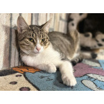 Ласковый котик Тимоша в добрые руки