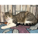 Ласковый котик Тимоша в добрые руки