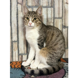 Ласковый котик Тимоша в добрые руки