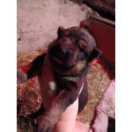 Продам щенков немецкой овчарки