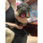 Продам щенков немецкой овчарки