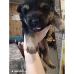 Продам щенков немецкой овчарки