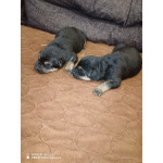 Продам щенков немецкой овчарки