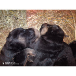 Продам щенков немецкой овчарки