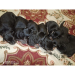 Продам щенков немецкой овчарки