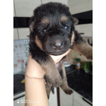 Продам щенков немецкой овчарки