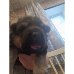 Продам щенков немецкой овчарки