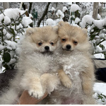 Две девочки ищут хозяев