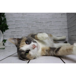 Ласковая молодая трёхцветочка Мона в дар