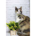 Ласковая молодая трёхцветочка Мона в дар