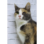 Ласковая молодая трёхцветочка Мона в дар