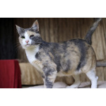 Ласковая молодая трёхцветочка Мона в дар