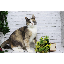 Ласковая молодая трёхцветочка Мона в дар