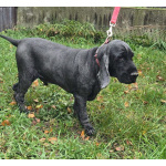 Ищет дом английский кокер-спаниель Даня.