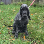 Ищет дом английский кокер-спаниель Даня.