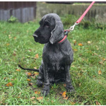 Ищет дом английский кокер-спаниель Даня.