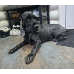 Ищет дом английский кокер-спаниель Даня.